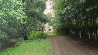 Los bosques desaparecen, la emisi&oacute;n de di&oacute;xido de carbono aumenta