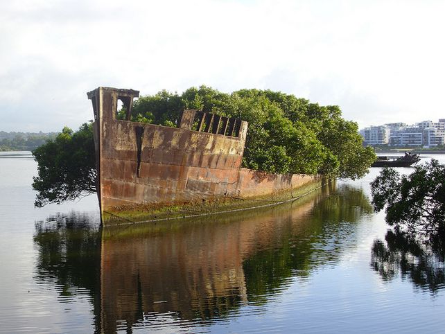 Bosque flotante en un buque de 102 años