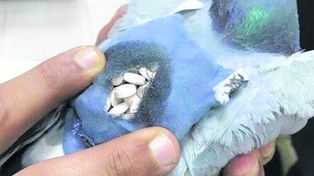 Ingresaban la droga a la cárcel con una paloma mensajera