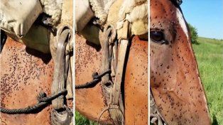Invasión de mosquitos en un pueblo santafesino: afirmaron que ni el repelente alcanza y buscan proteger a los animales