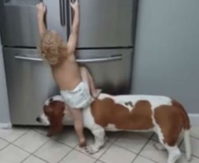 Furor por el video de un bebé que trepa sobre un perro para atacar la heladera