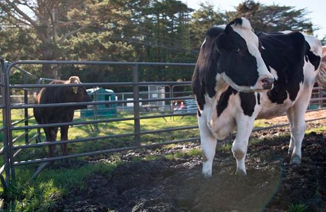 El toro más grande del mundo