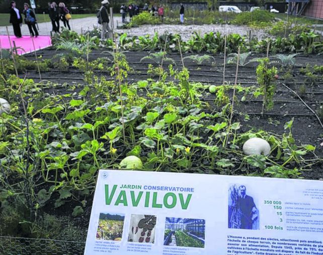Experiencia. Una parcela de reciclado de semillas en San Petersburgo.