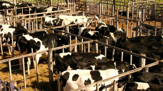 En el último tiempo se detectaron casos positivos de Tuberculosis bovina y preocupa la relajación en torno a su control.