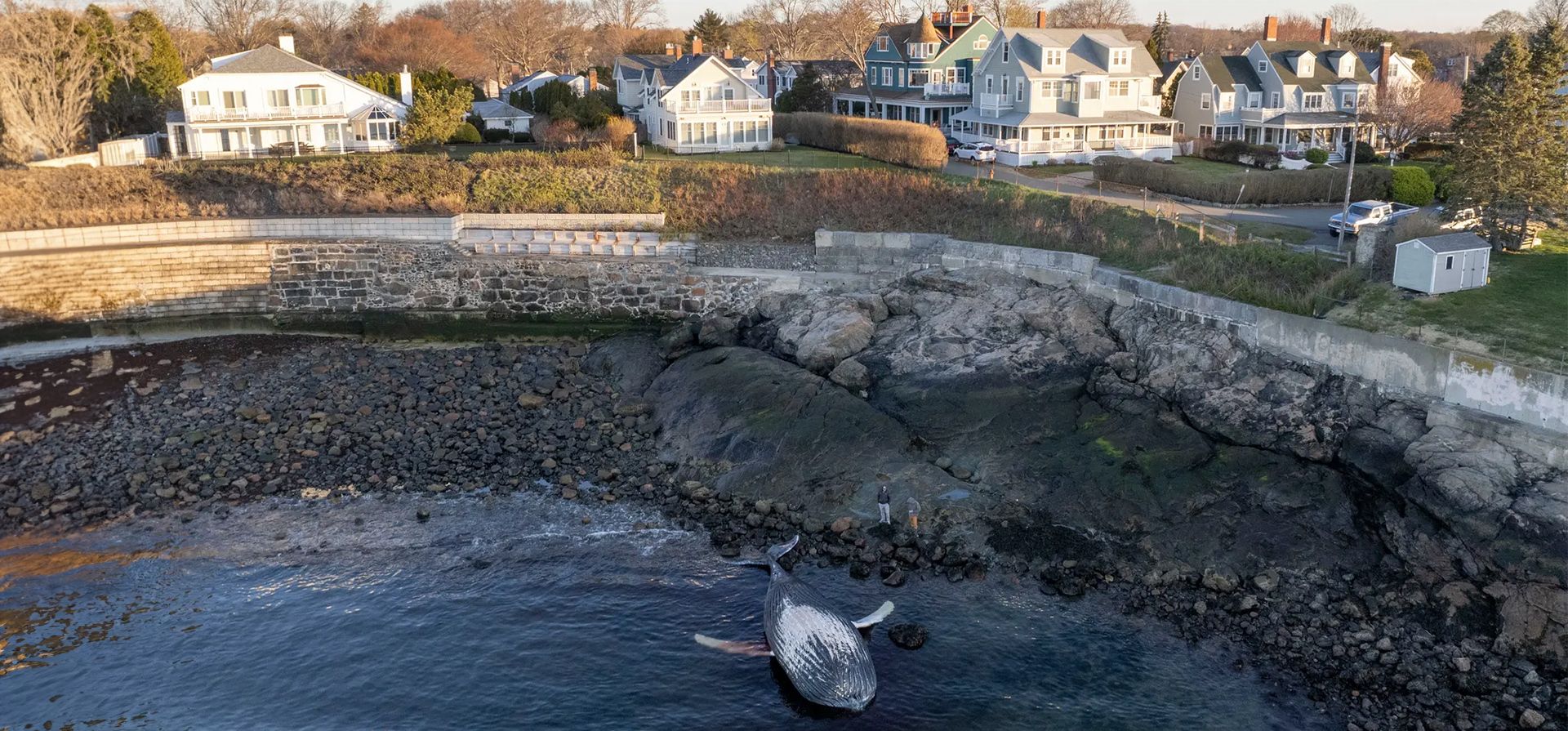 Una ballena jorobada varada en la costa de Massachusetts,Marblehead, Estados Unidos. Fotografía: Cj Gunther/EPA Una ballena jorobada varada en la costa de Massachusetts,Marblehead, Estados Unidos. Fotografía: Cj Gunther/EPA