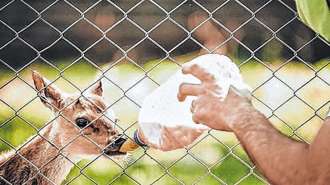 Viven 300 ejemplares en el santuario de animales de Colón