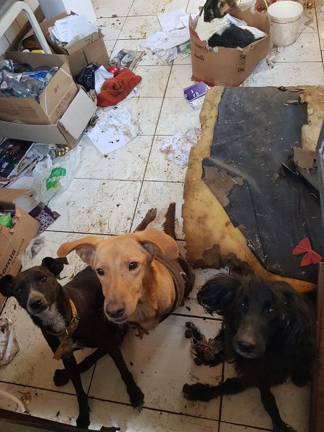 Buscan hogar definitivo para más de 50 perros rescatados de un refugio