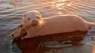 Sorprendente hallazgo: avistan un lobito de río albino en el norte de Entre Ríos.
