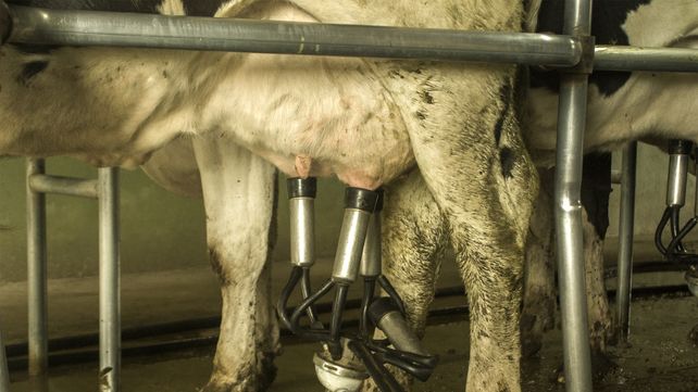 Leche: la brecha entre el tambo que mejor precio obtiene y el que menos, supera el 85%