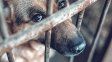 El 75% de los animales en Paraná sufre maltrato o abandono