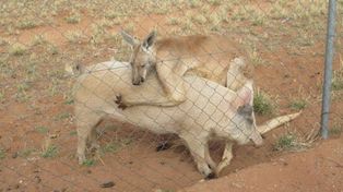 Amor pirata: una cerdita y un canguro muy enamorados en Australia