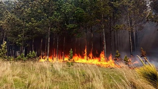 Dramáticos incendios en Corrientes: 350 mil hectáreas fueron arrasadas