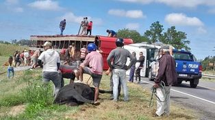En el accidente murieron diez vacas que fueron faenadas.