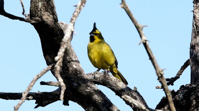 Las cardenales amarillos son Monumento Natural Provincial desde 2002