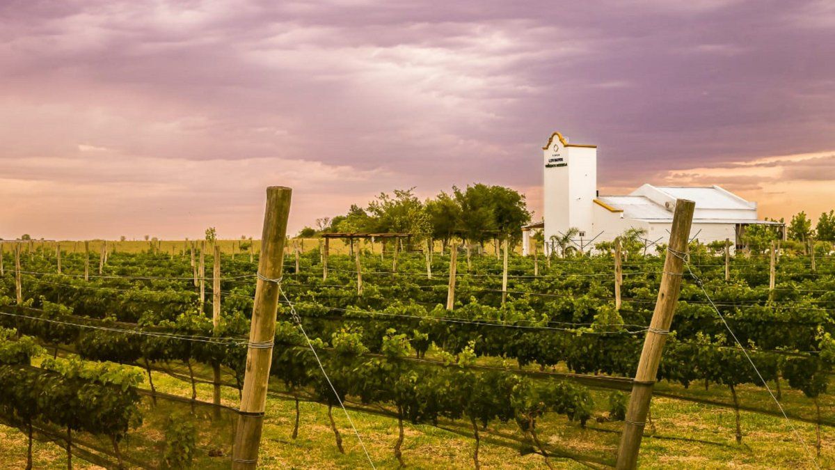 las bodegas que impulsan el negocio vitivinícola en Entre Ríos