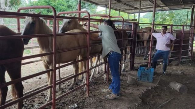 Gran preocupación entre los productores de la provincia de Santa Fe por el brote de encefalomielitis equina.&nbsp;