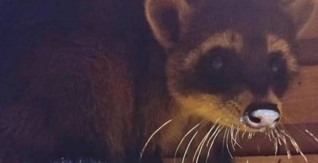 Centro de Conservación Aguará recibió tres crías huérfanas de aguará popé. Su madre había sido atropellada en una ruta de Corrientes&nbsp;