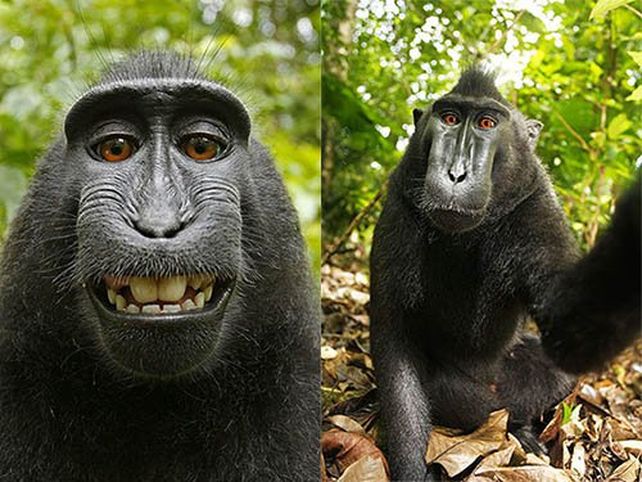 Las imágenes del mono Naruto fueron tomadas durante un viaje que el fotógrafo británico David Slater hizo a Sulawesi en 2011.