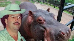 El capo narco asesinado por la policía en 1993 trajo del exterior a los primeros paquidermos para su zoológico privado.