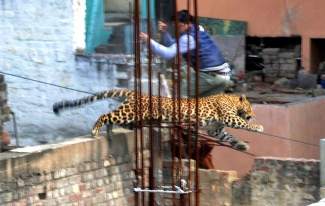 El leopardo logró evitar a sus perseguidores en la ciudad de Meerut.