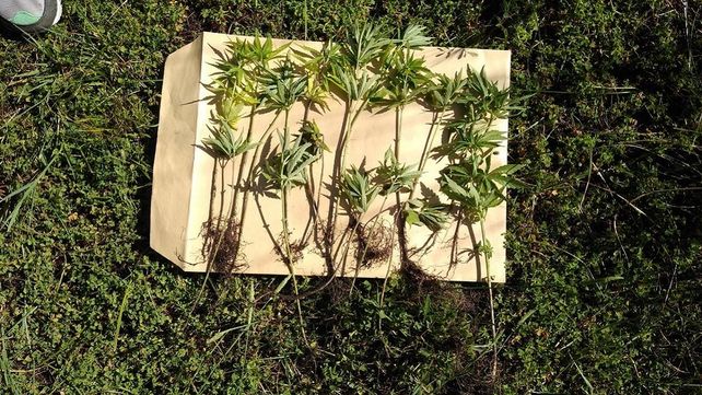 Cultivaban marihuana dentro de una reserva natural educativa