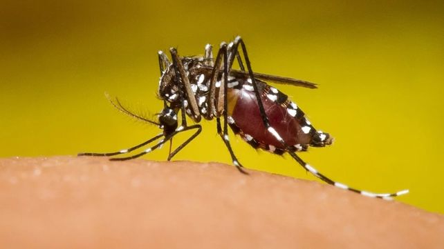 Detectaron un caso de chikungunya en Gualeguay. Se procederá a la fumigación