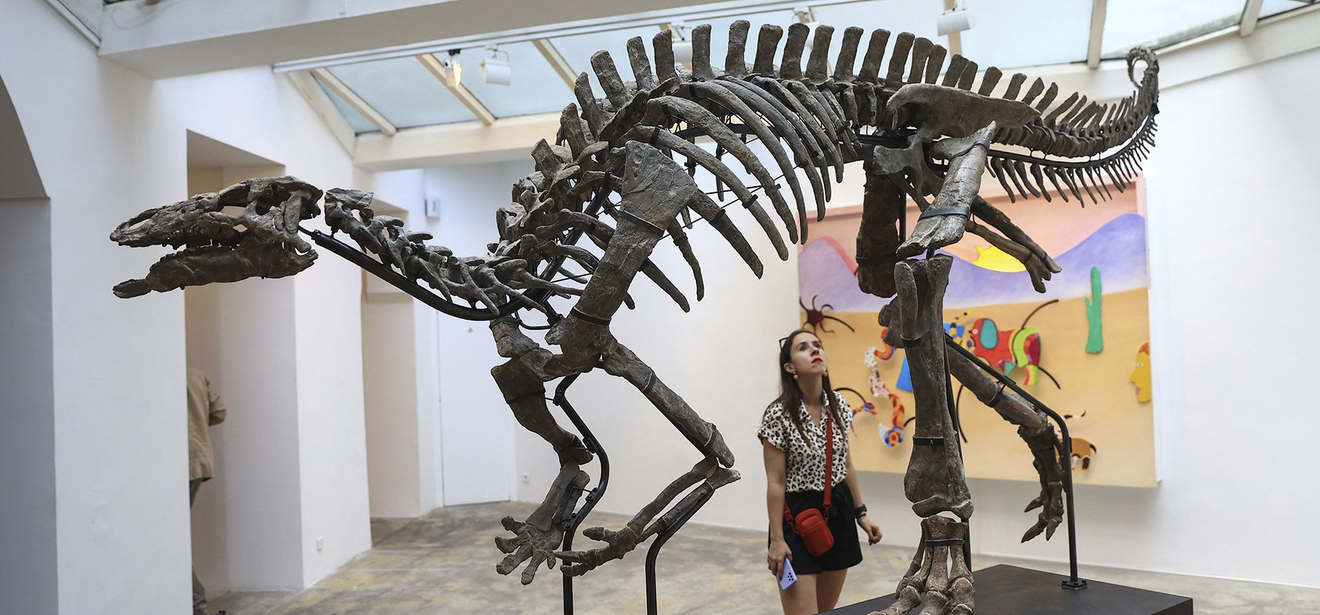 Un visitante observa el esqueleto de un Camptosaurus sp.,del Jurásico Tardío, exhibido en la galería Philippe Vallois en París, el lunes 18 de septiembre de 2023. El Camptosaurus sp., descubierto alrededor del año 2000 en el noreste de Wyoming (condado de Crook ) sobre propiedad privada, se subasta en París en la casa de subastas Drouot el 20 de septiembre de 2023. (Foto AP/Aurelien Morissard) Un visitante observa el esqueleto de un Camptosaurus sp.,del Jurásico Tardío, exhibido en la galería Philippe Vallois en París, el lunes 18 de septiembre de 2023. El Camptosaurus sp., descubierto alrededor del año 2000 en el noreste de Wyoming (condado de Crook ) sobre propiedad privada, se subasta en París en la casa de subastas Drouot el 20 de septiembre de 2023. (Foto AP/Aurelien Morissard)