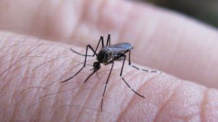 Murió una beba de cinco meses por dengue en Misiones