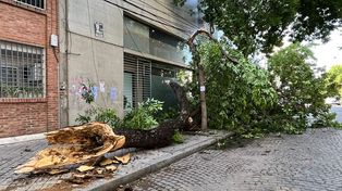 Un árbol se desprendió de raíz luego de una nueva tormenta que se registó en Rosario entre el viernes y las primeras horas de este sábado.