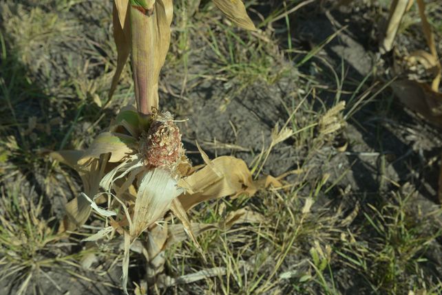 Los productores sostienen que la tierra está rajada y los cultivos estresados. Foto UNO / Juan Manuel Hernández.