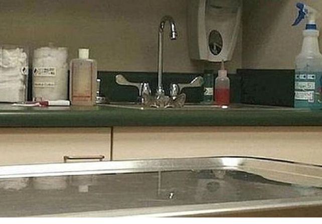¿Dónde está el gato? El viral que vuelve locos a todos