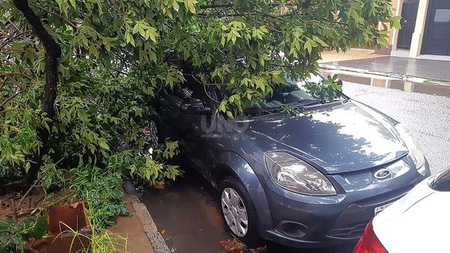 Una rama de un árbol sobre un auto en calle Catamarca 3.200