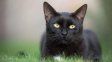 Día del Gato Negro: la historia detrás de una fecha que busca derribar supersticiones