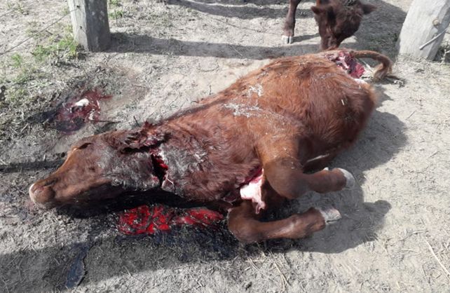 El episodio ocurrió en la zona rural de la localidad de Alejandra