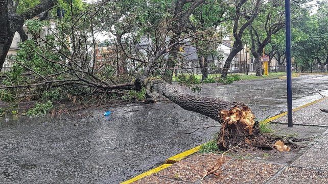Árboles caídos, calles inundadas y cortes de luz por el fuerte temporal en Santa Fe