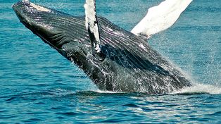 Puerto Madryn ya recibió a sus primeras visitantes ilustres: las ballenas