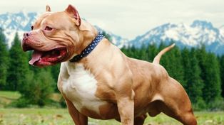 Una mujer fue asesinada por su perra pitbull en La Pampa