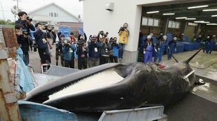 Japón comenzó a matar ballenas sin control internacional