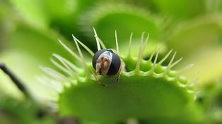Las plantas carnívoras realizan cuentas matemáticas para cazar a sus presas