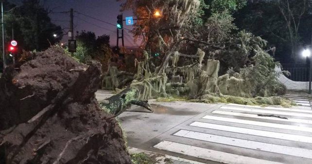 El fuerte temporal de viento y lluvia que se abatió sobre la ciudad este miércoles a la madrugada provocó la caída de varios árboles añosos.