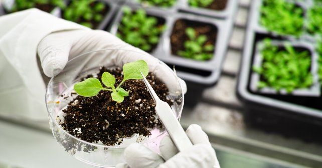 Desarrollo biotecnológico argentino para aumentar rindes obtuvo patente internacional