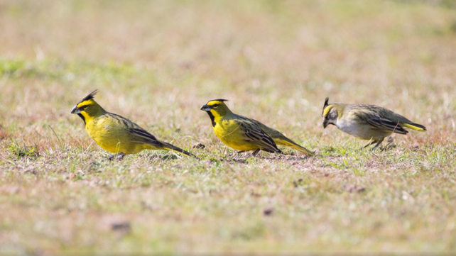 Existen tres variantes genéticas conocidas en Argentina del cardenal amarillo.