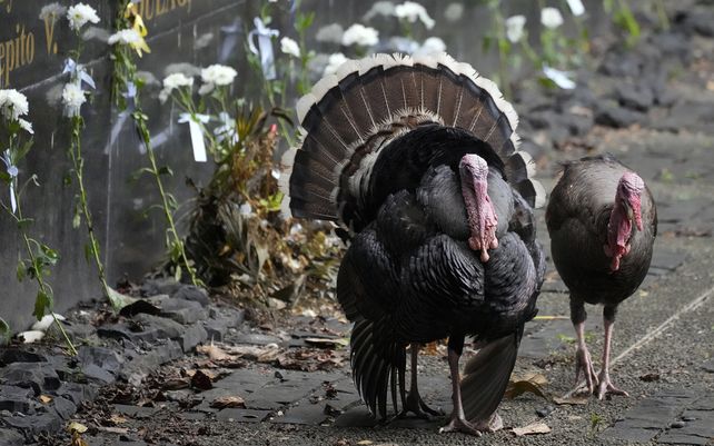 Dos pavos pasan junto a las flores que dejaron los activistas en el Bantayog ng mga Bayani o Monumento a los Héroes en la ciudad de Quezón