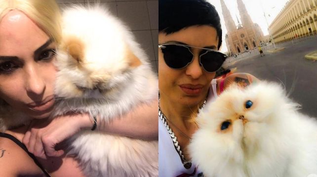 Contó por qué embalsama a sus gatos