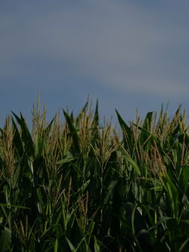 Granos gruesos: una apuesta a los mejores efectos de El Niño