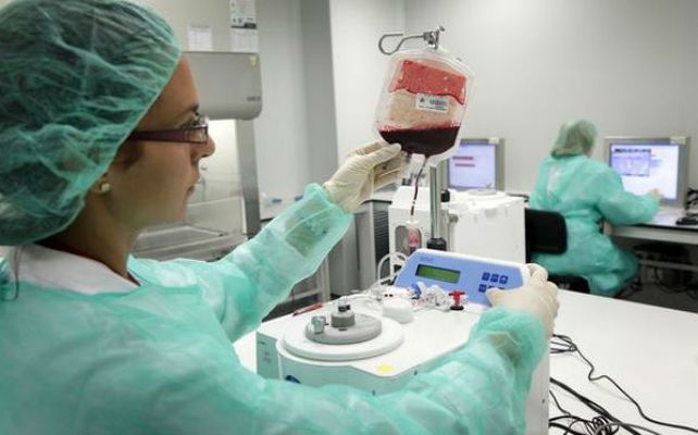 Práctica. Los injertos de las células madre producidas comenzarán en diciembre de este año.