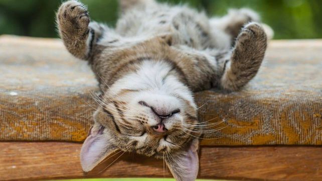 Seis ventajas de dormir siesta