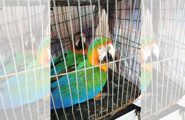 Recuperaron loros guacamayos robados en Granja La Esmeralda Recuperaron loros guacamayos robados en Granja La Esmeralda