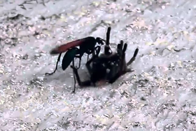 Mano a mano: avispa gigante vs. tarántula negra