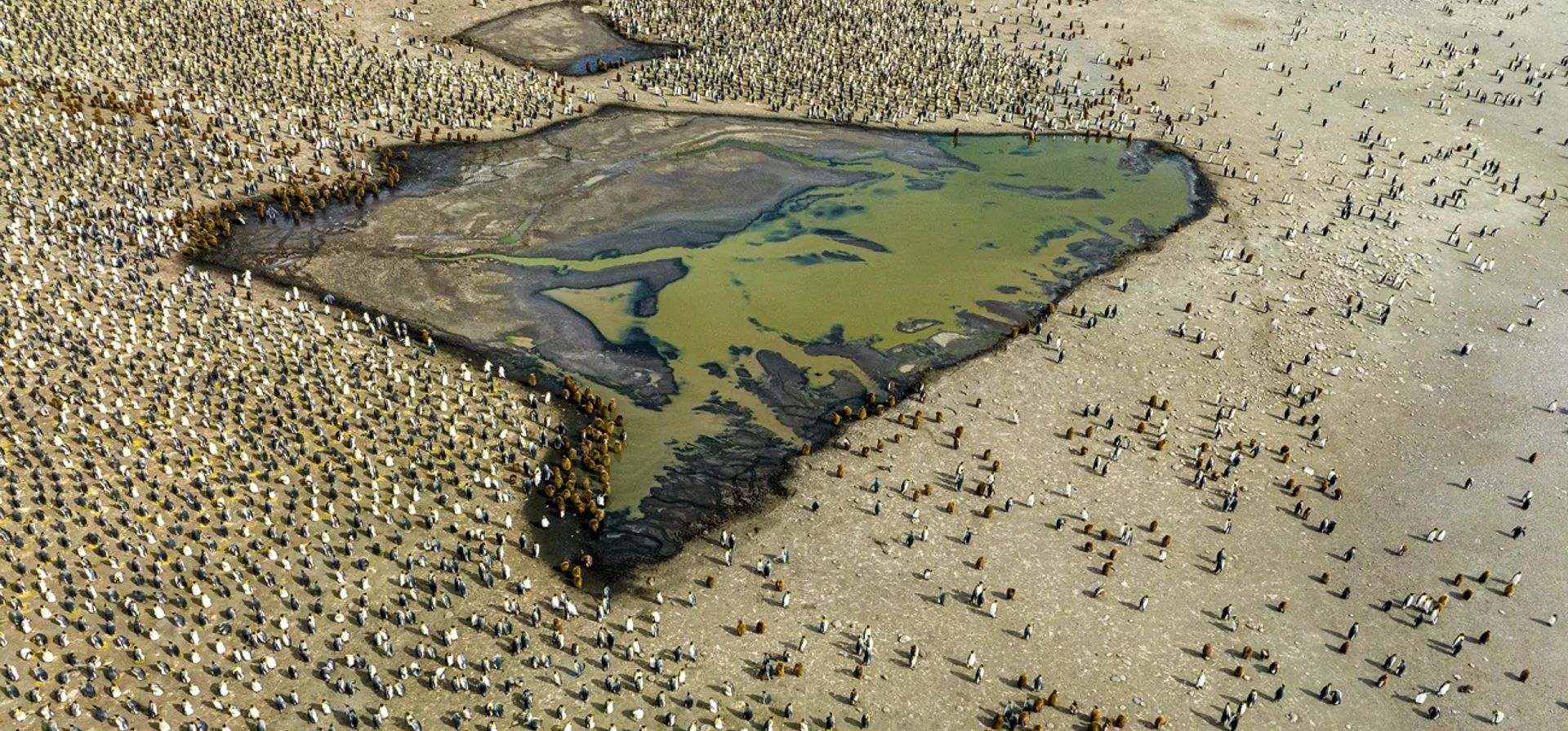 Reunión en Gold Harbour por Renato Granieri. Grupos de polluelos de pingüino rey se congregan alrededor de un estanque de agua dulce. Tanto los adultos como los polluelos de muda evitan entrar en el agua debido a sus plumas no impermeables, reuniéndose en cambio cerca de fuentes de agua dulce para mantenerse hidratados.